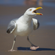 Illustration for article titled Man unfairly fined $124 after kicking asshole seagull who went for his cheeseburgerem/em